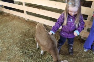 timberline ranch petting zoo