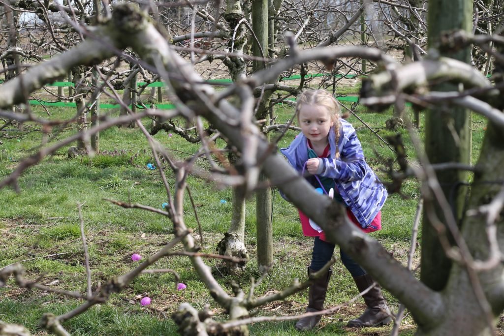 Taves Family Farm Applebarn Spring